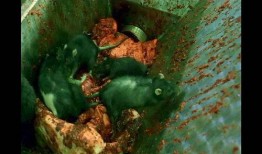 萨满教的迷恋在线观看,在线探索神秘信仰的奥秘